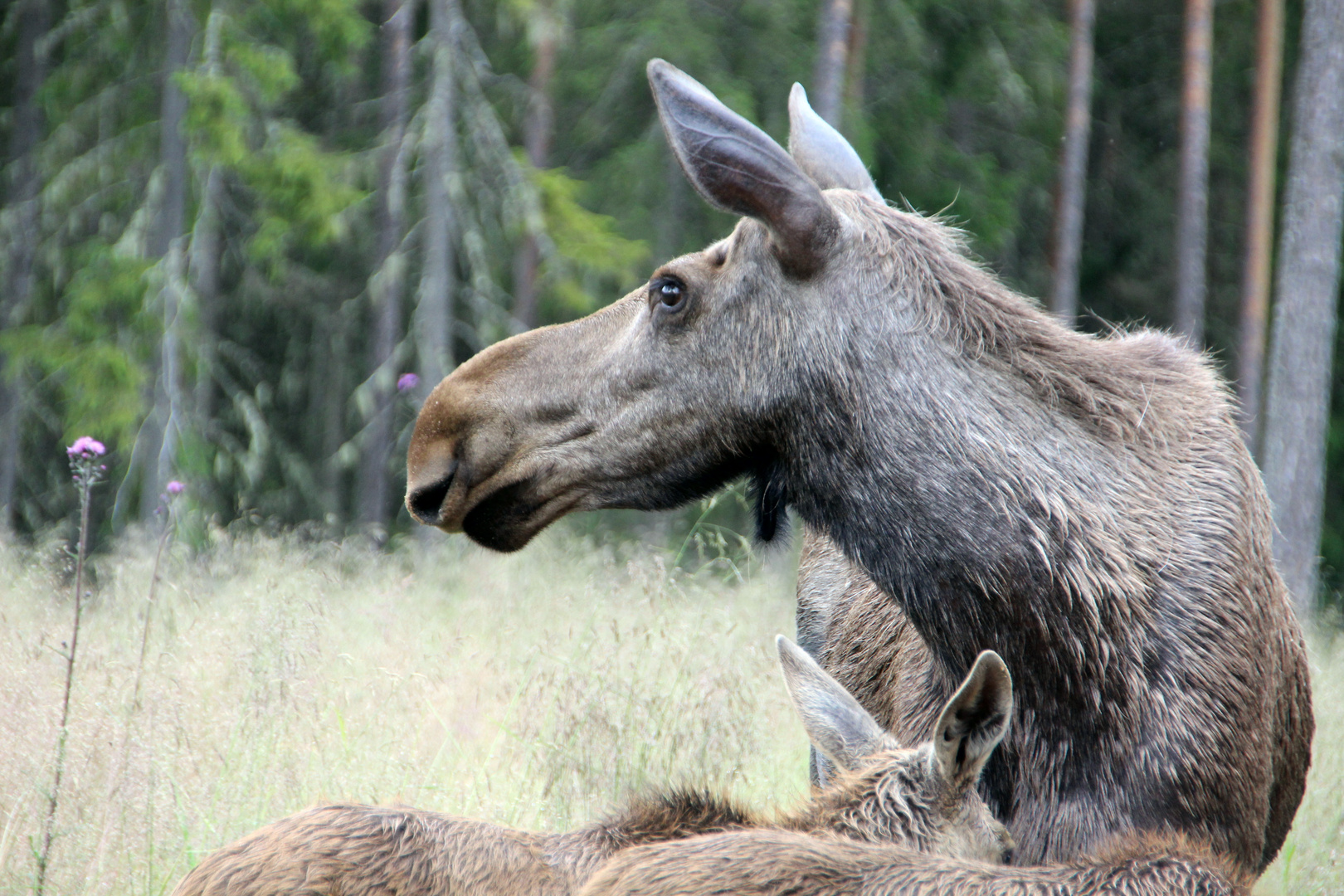 Moose/Elch im Wald