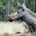 Moose/Elch im Wald