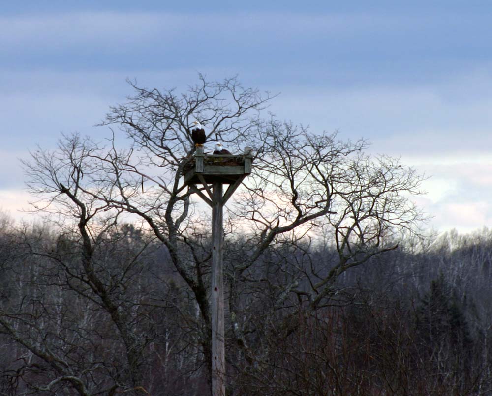 Moosehorn Wildlife Refuge Eagles