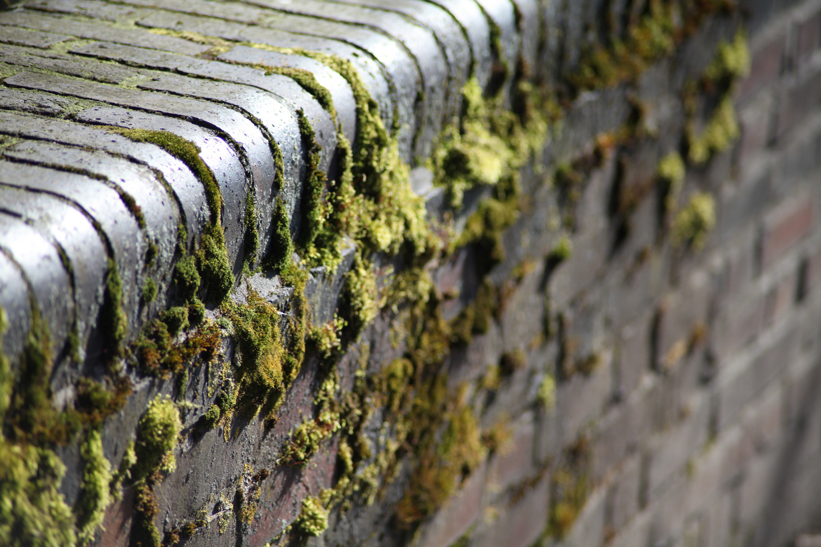 MOOS"ER NICHT AN DER MAUER RUM