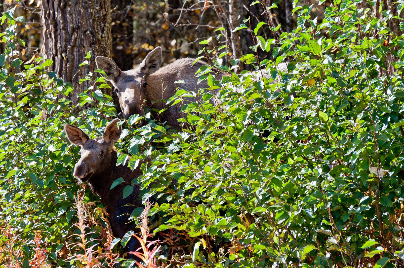 Mooses- Mother and her calf