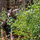 Mooses- Mother and her calf