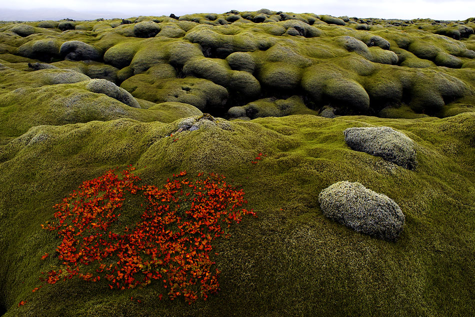 Moosfeld über der Lava / Island Südküste