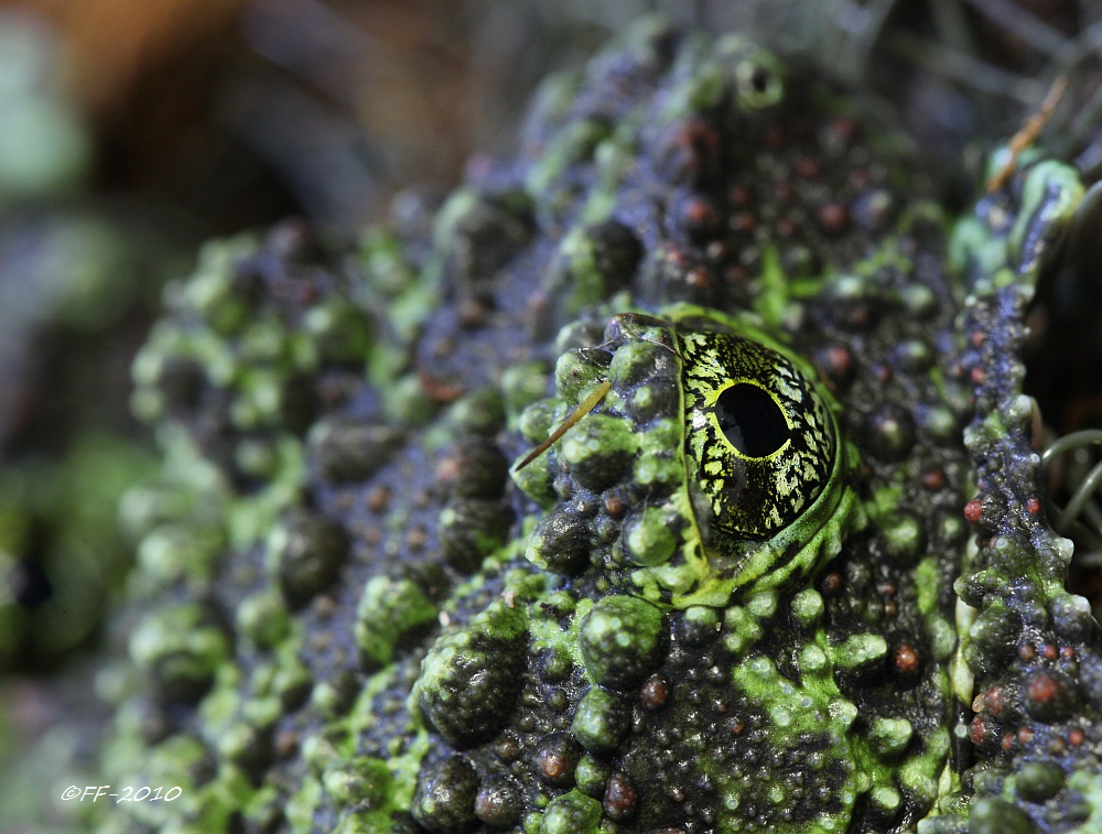 Moosfrosch-Auge