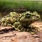 Moosfrosch (Theloderma corticale)