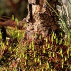 Moosfrühling am Stamme meiner Bonsai-Lärche