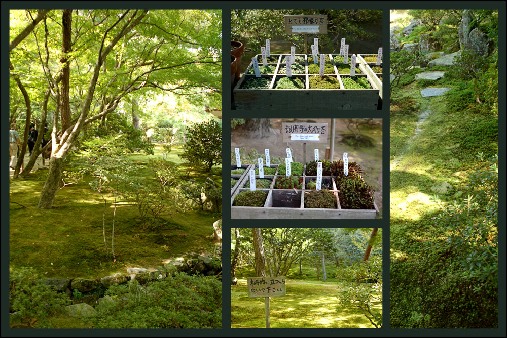 Moosgarten des Ginkaku-ji