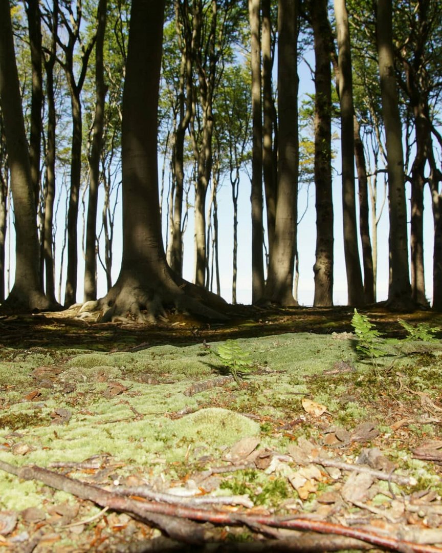 Moosgrün im Gespensterwald Nienhagen 