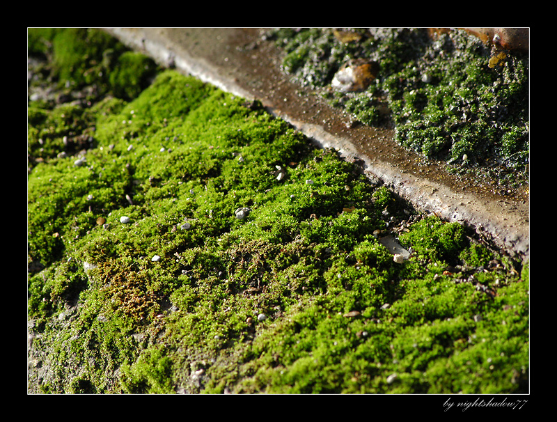 Moosige Landschaft