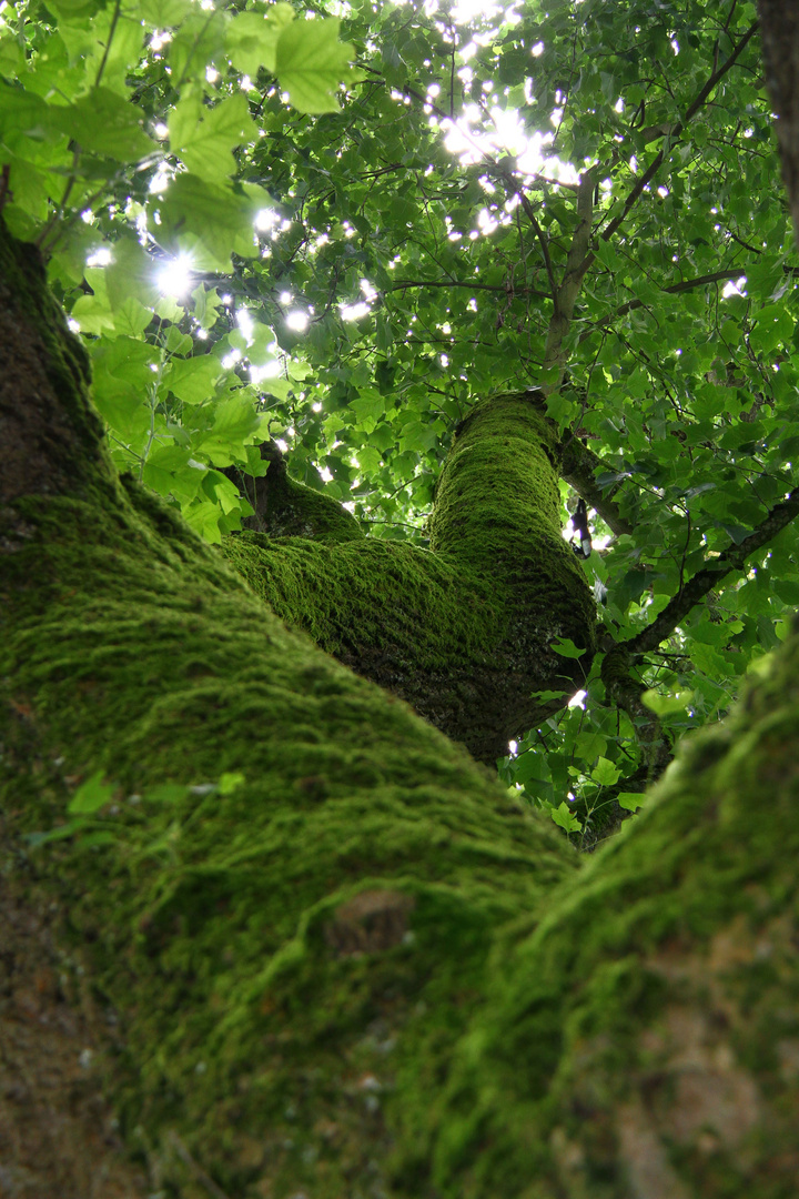 Moosiger alter Baum