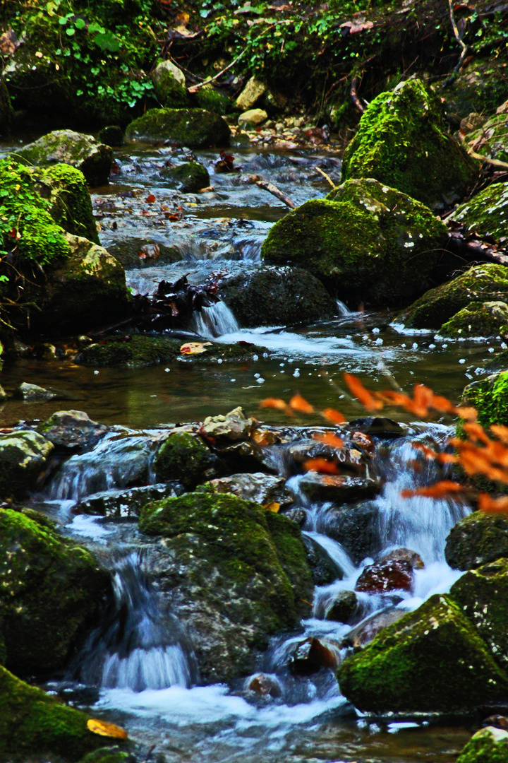 Moosiger Bachlauf im Wald