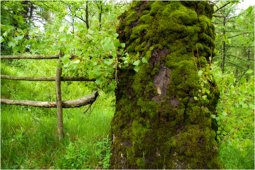 Moosiger Baum