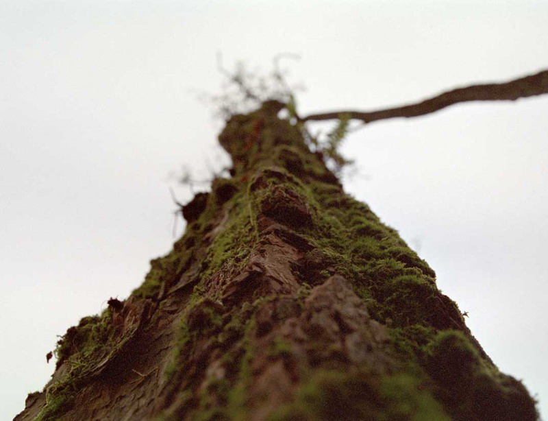 Moosiger Baum