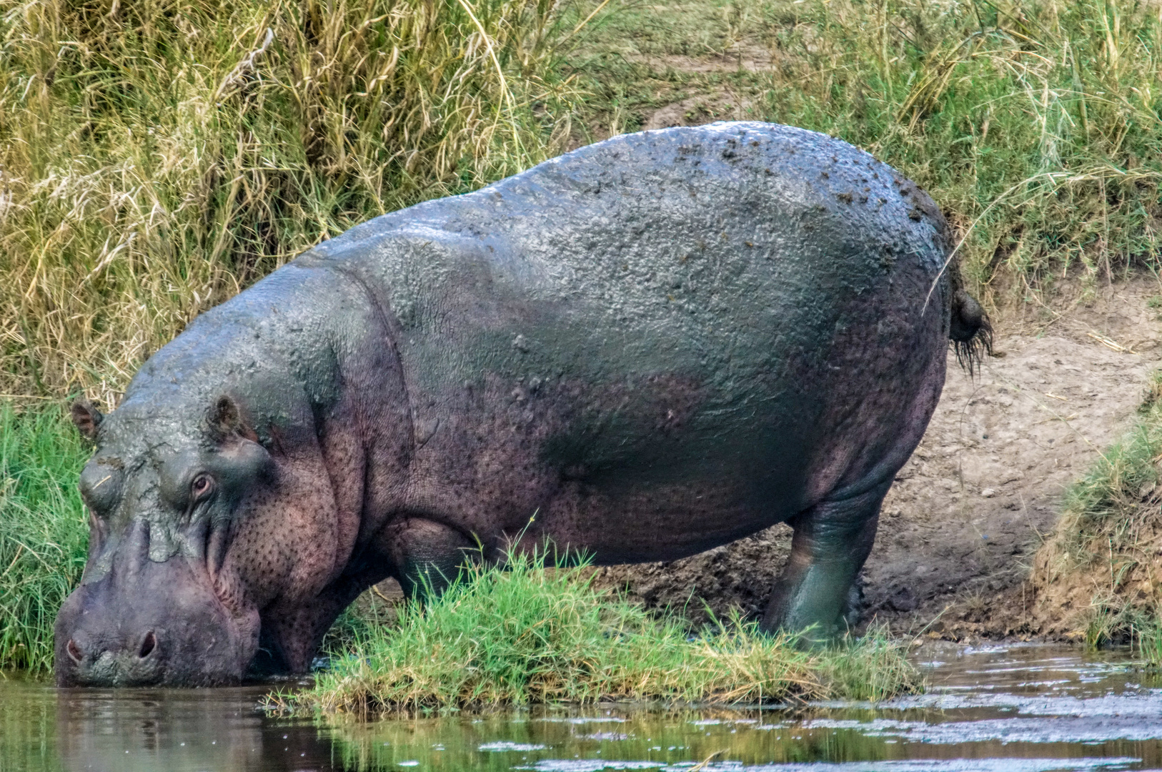 Moosiges Hippo