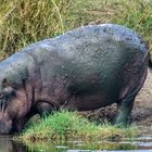 Moosiges Hippo