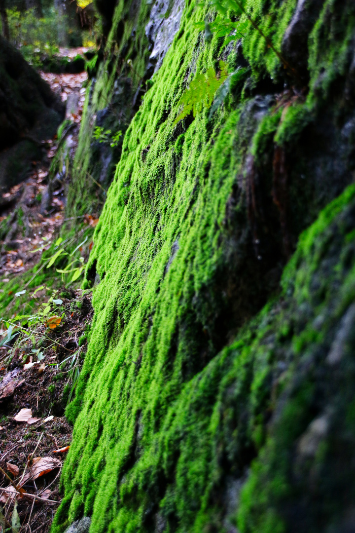 "Moosing" am Felsen