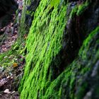 "Moosing" am Felsen