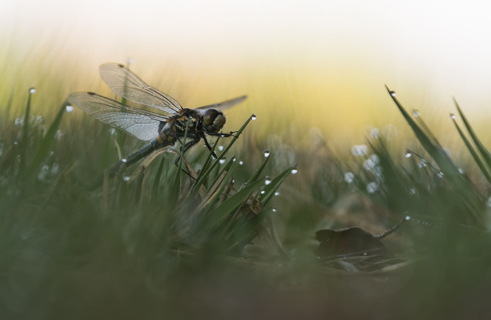 __moosjungfer im Gras___