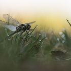 __moosjungfer im Gras___