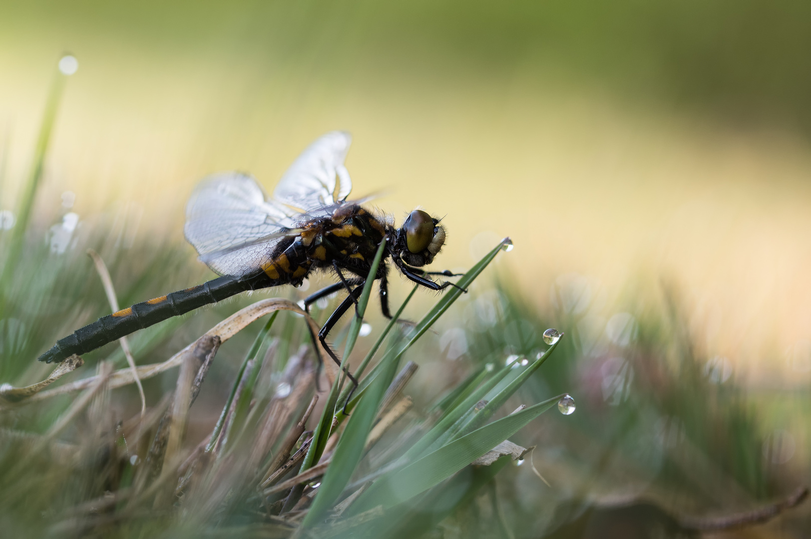 __Moosjungfer im Gras II__