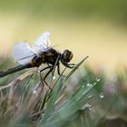 __Moosjungfer im Gras II__