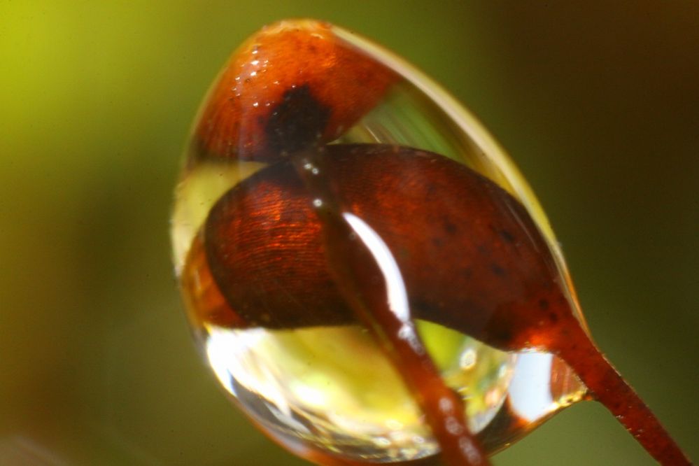 Mooskapseln in Wassertropfen