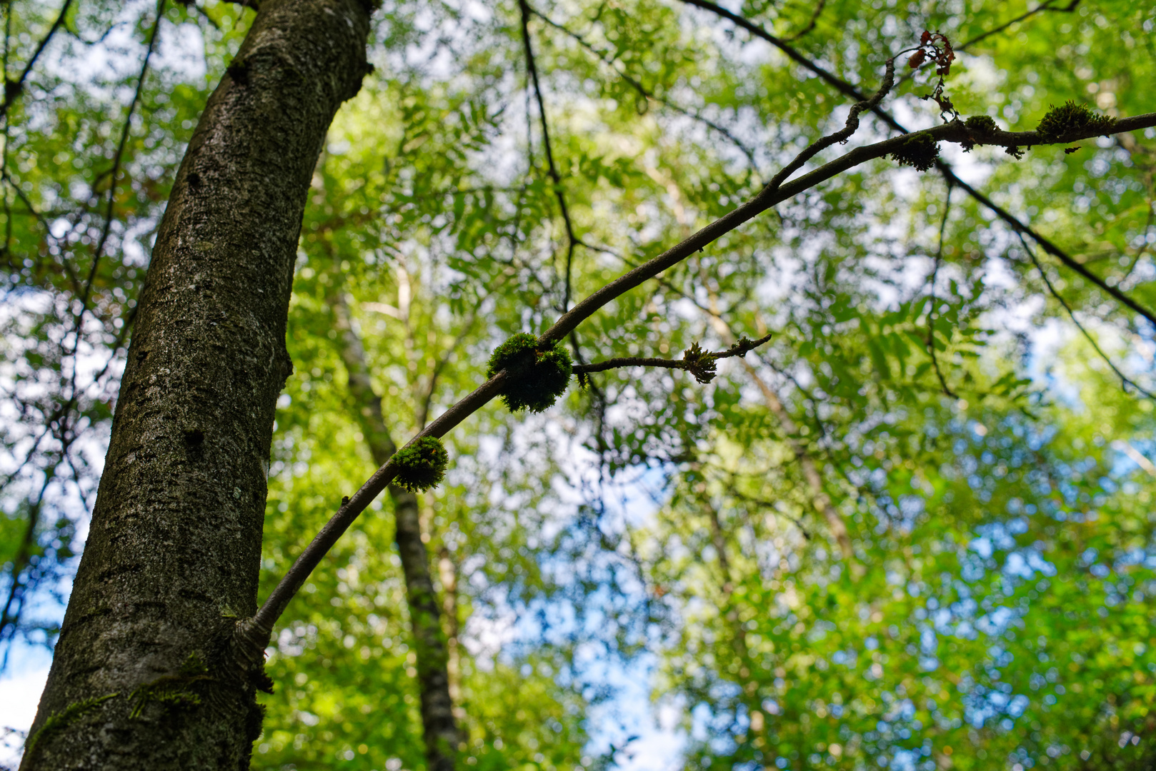 Moosknäuel in den Ästen