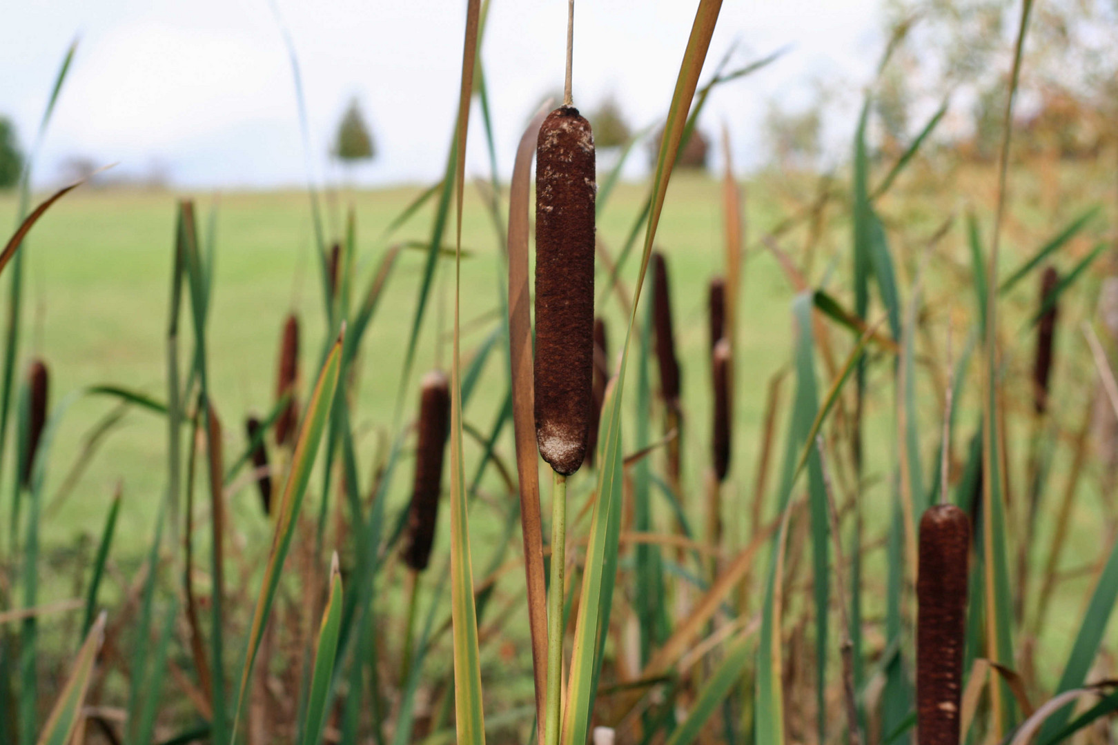 Mooskolben im November