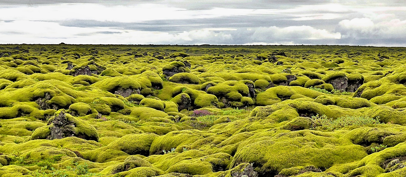 Mooslandschaft