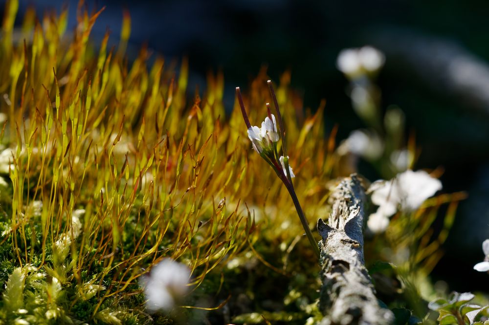 Mooslandschaft