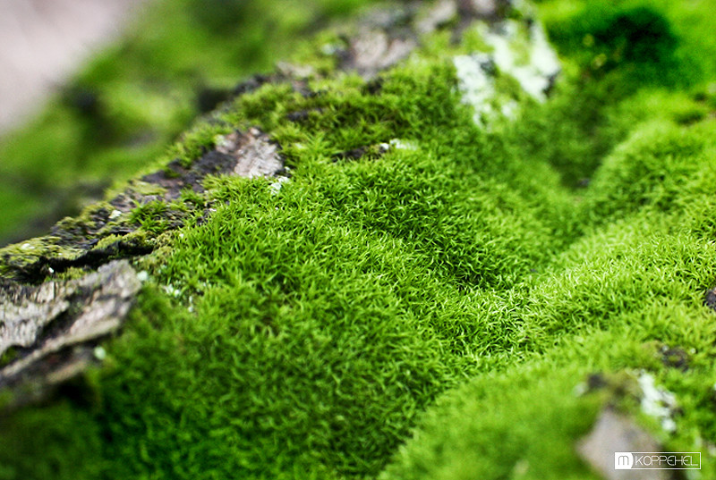 Mooslandschaft auf Baumrinde