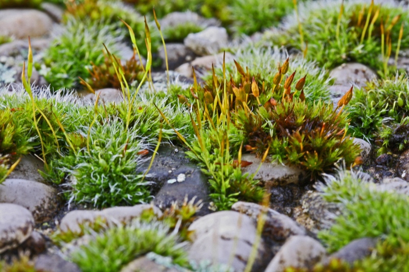 Mooslandschaft auf einer Waschbetonplatte ( -1- )