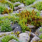 Mooslandschaft auf einer Waschbetonplatte ( -1- )