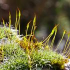 Mooslandschaft auf einer Waschbetonplatte ( -2- )