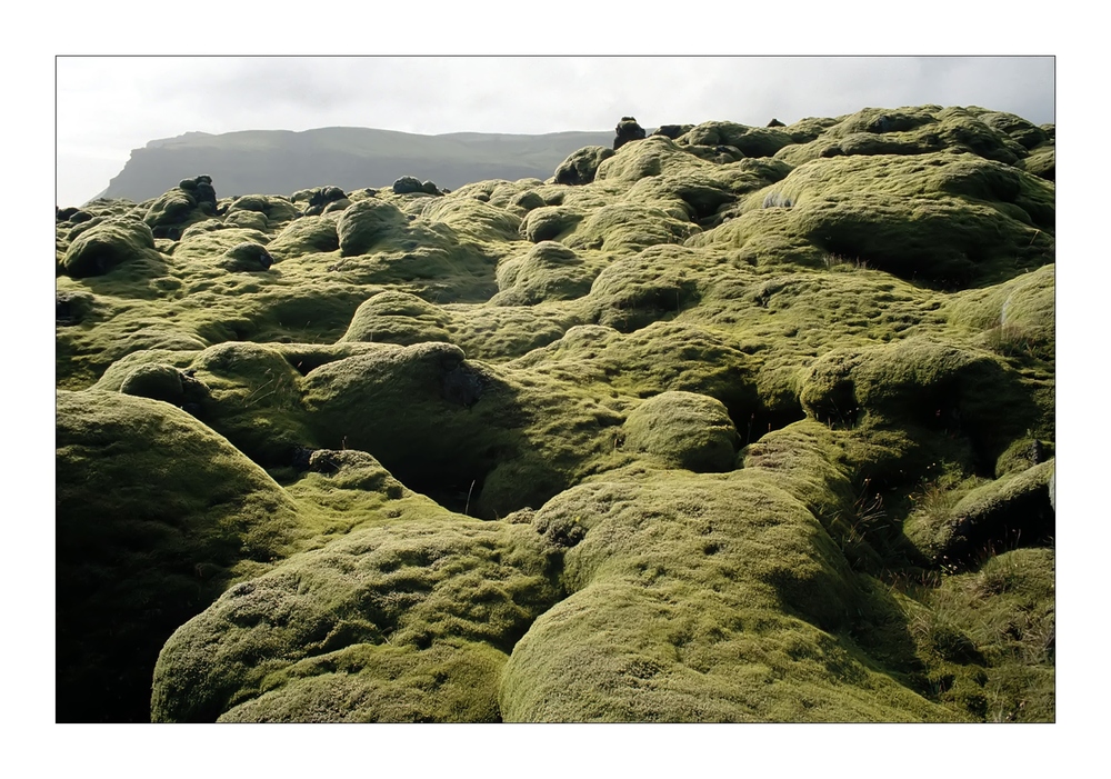 Mooslandschaft in Südisland