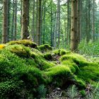 Mooslandschaft und ein klebriger Hörnling