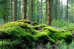 Mooslandschaft und ein klebriger Hörnling