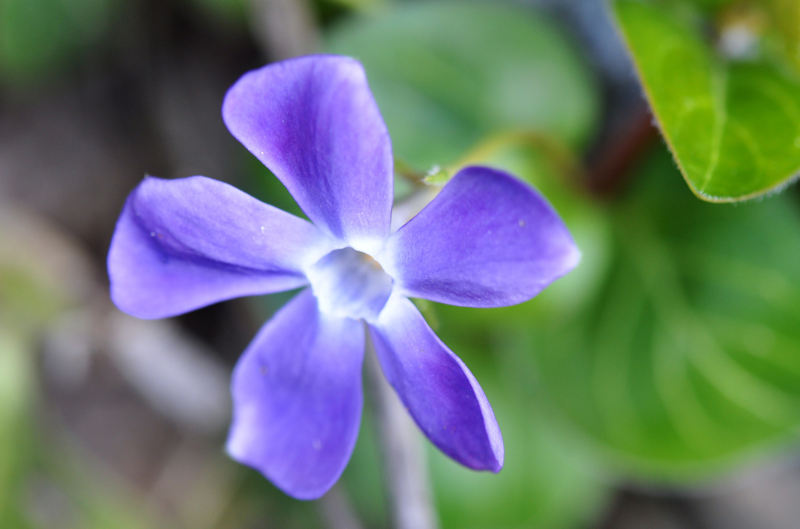 Mooslandzauberblume