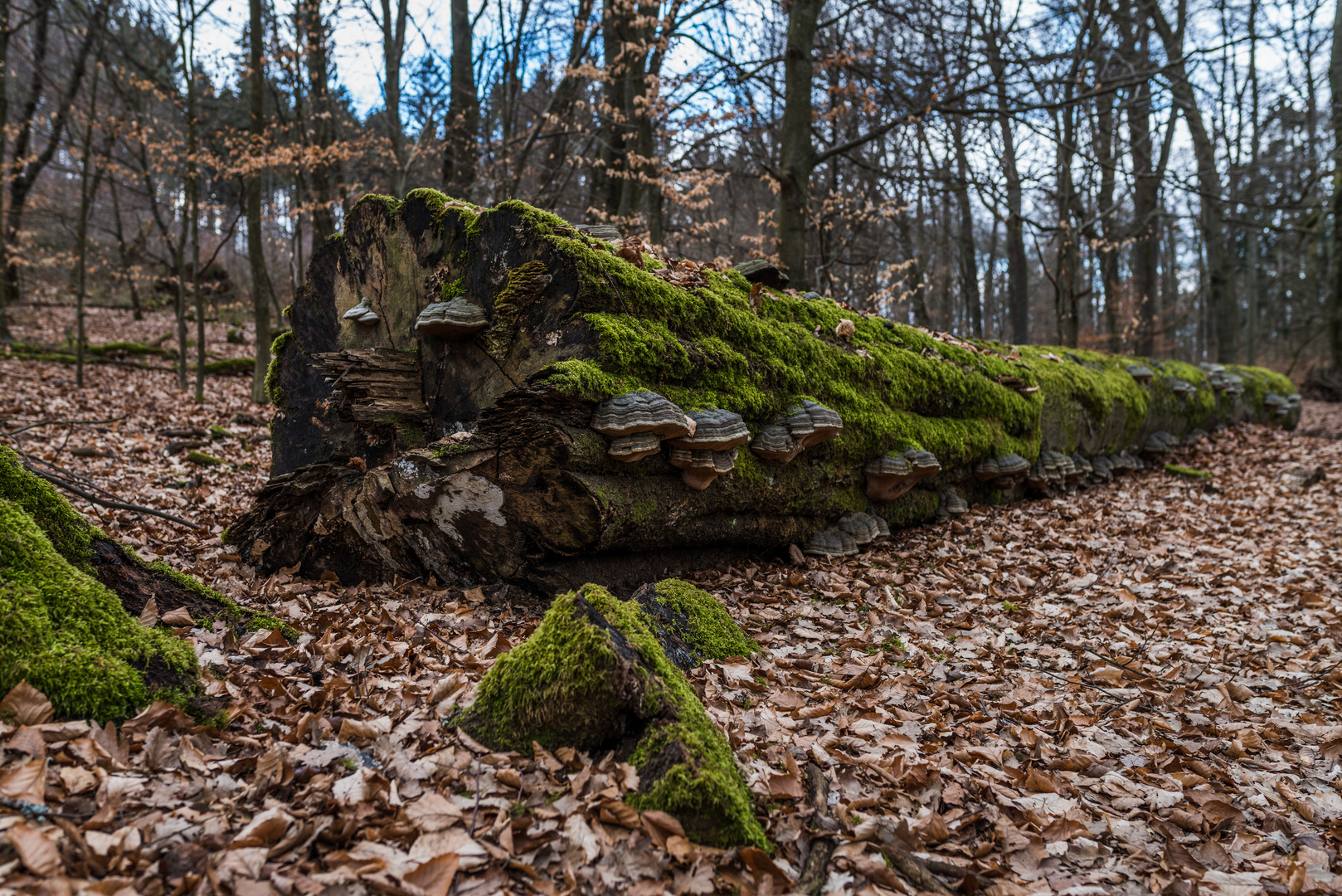 Moosmantel und Pilzkette