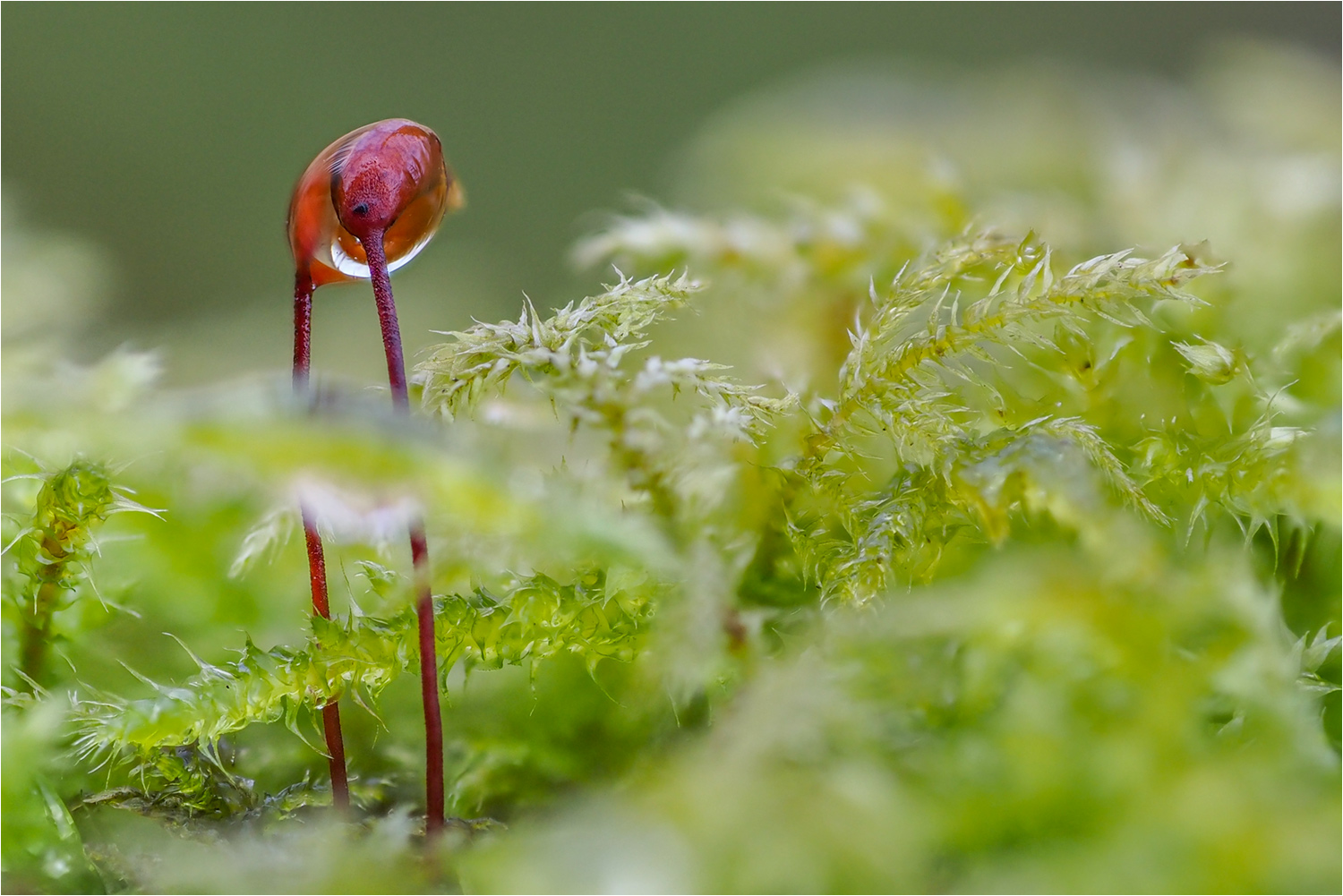 moosspore mit tropfen