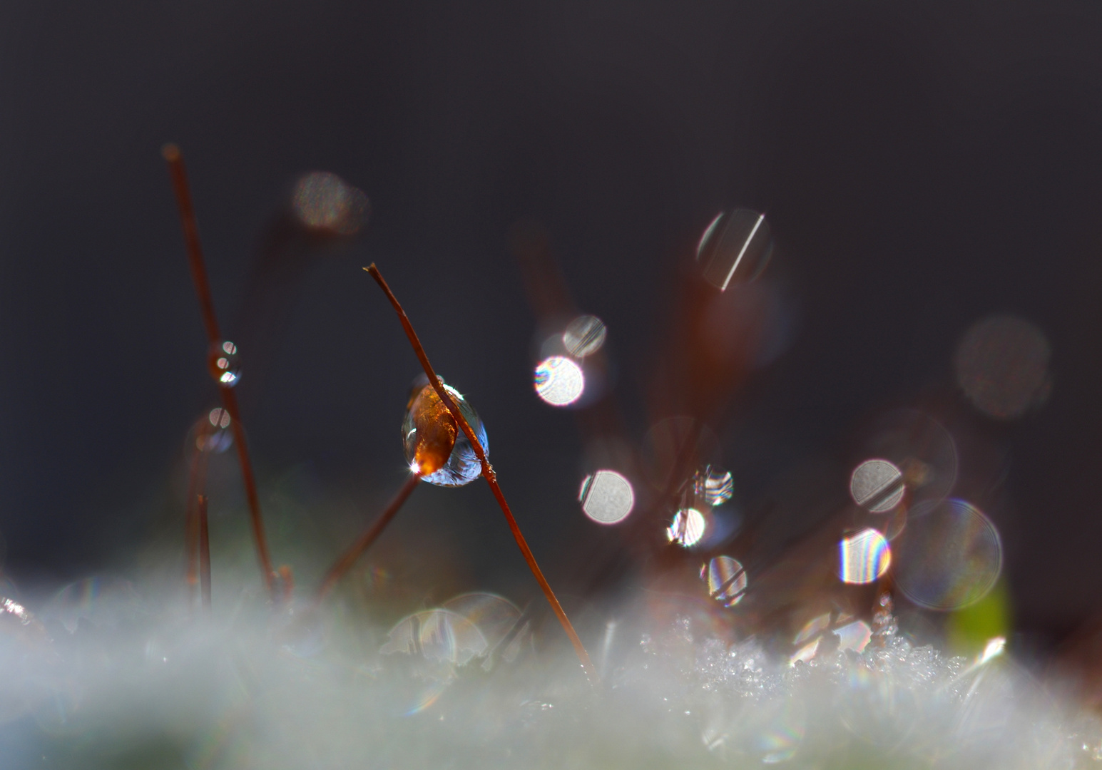 Moossporen im Frost