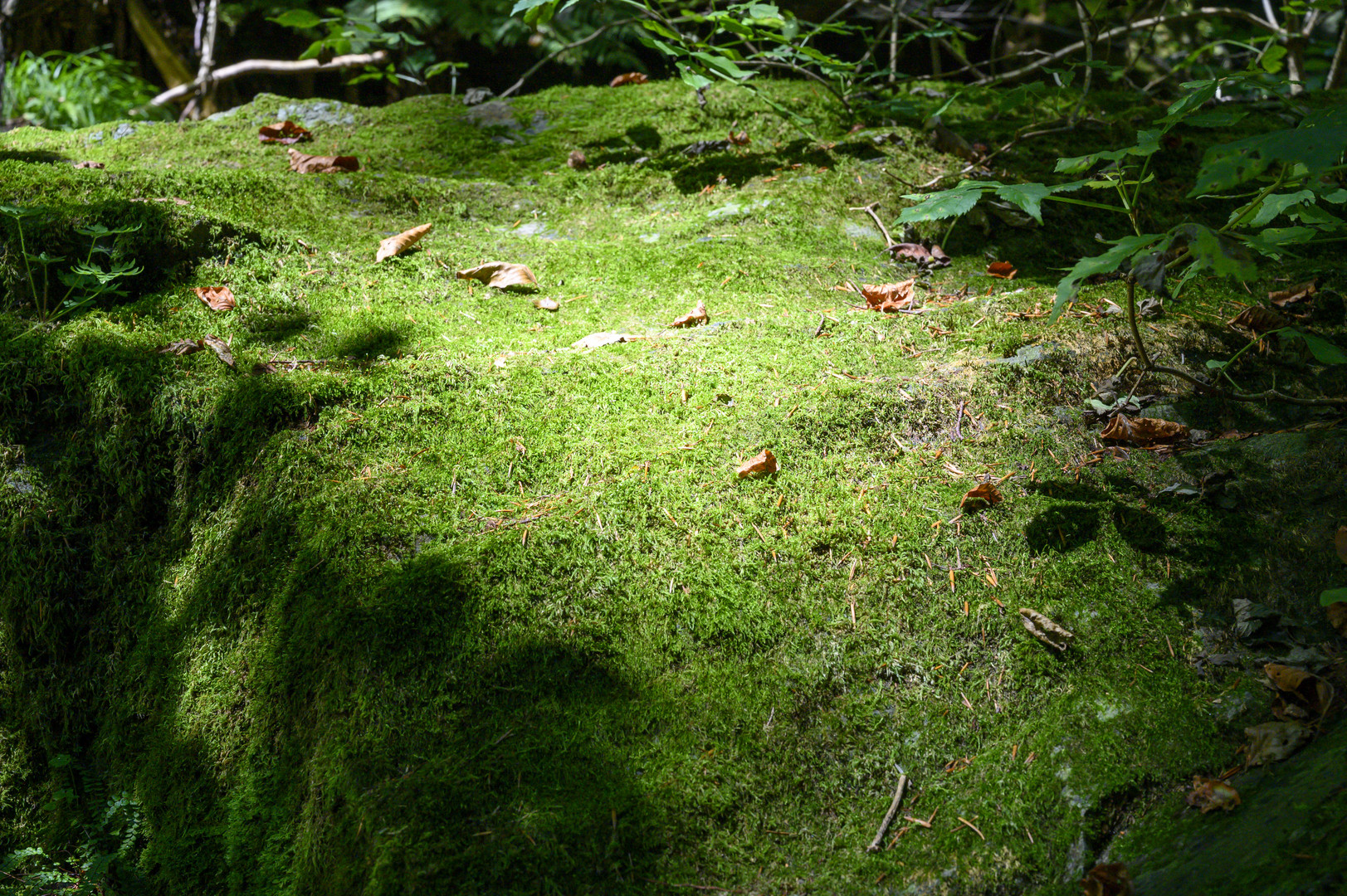 Moosstein in Licht und Schatten