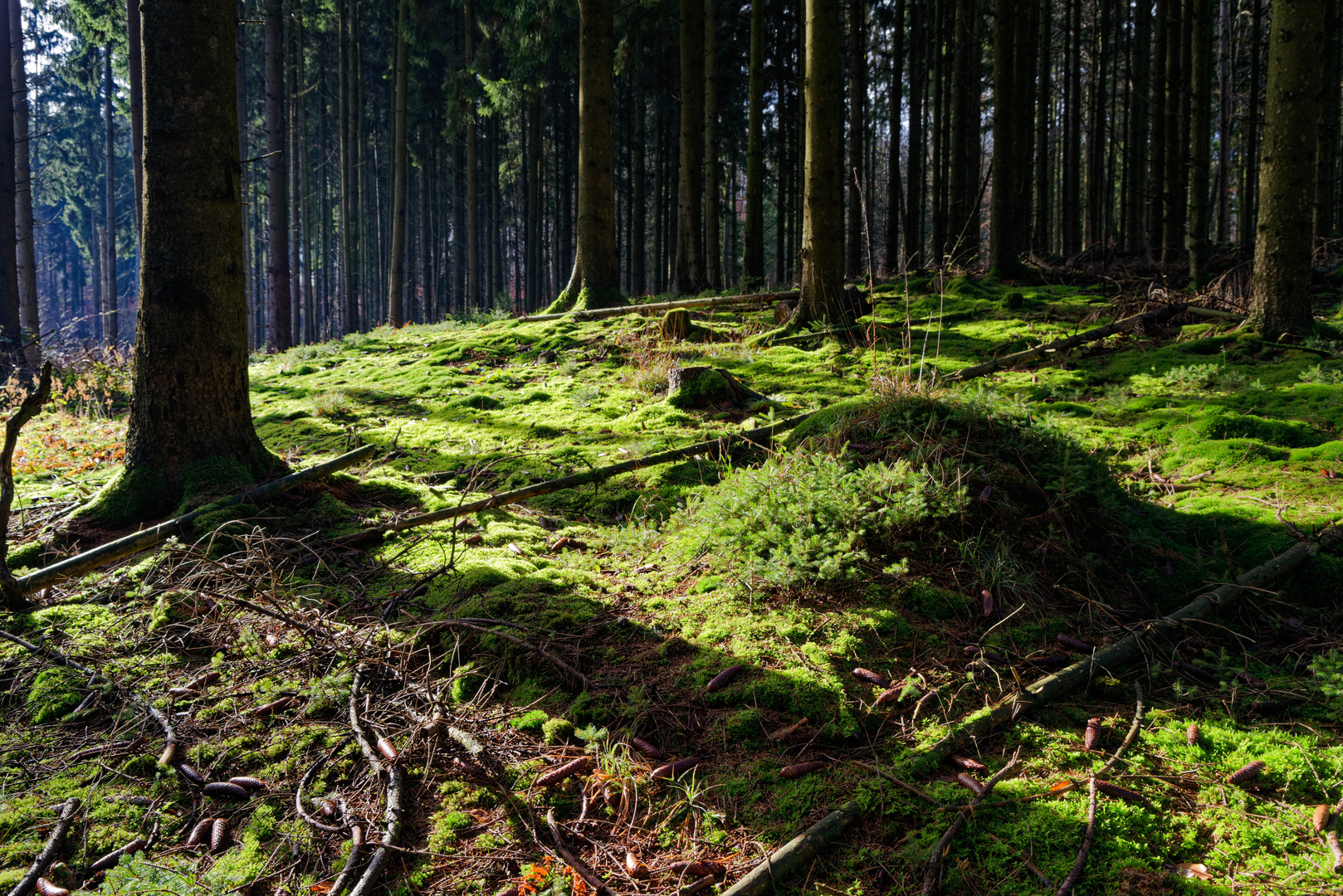 Moosteppich im Fichtenwald