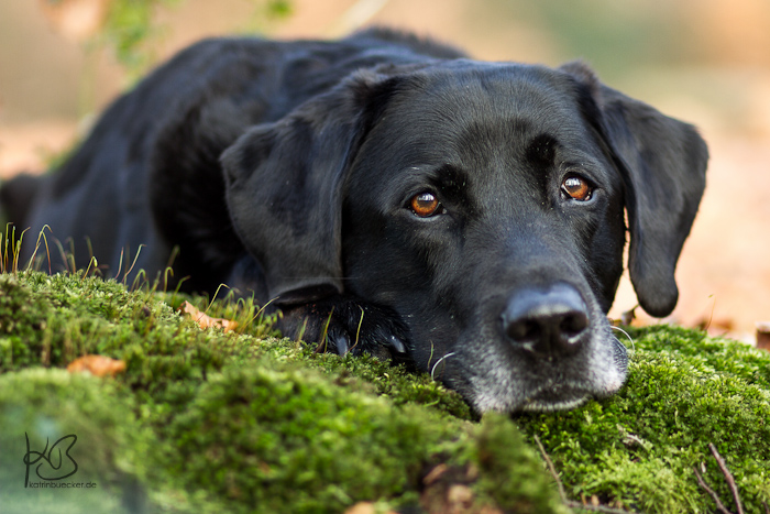 Moos(und)Hund