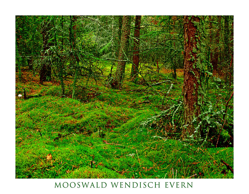 Mooswald 2