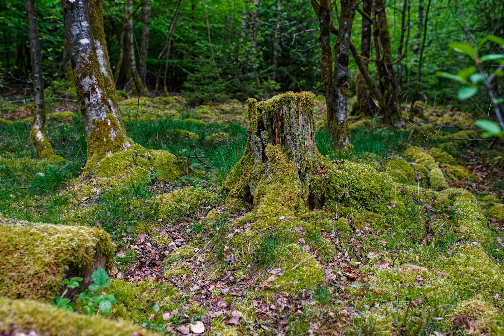 Mooswelten im Wald (6) Foto & Bild wald, bäume, frühling Bilder auf