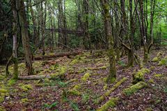 Mooswelten im Wald