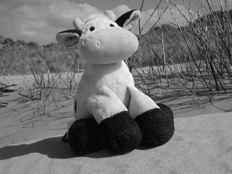 Mooty am Strand