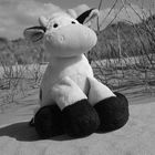 Mooty am Strand