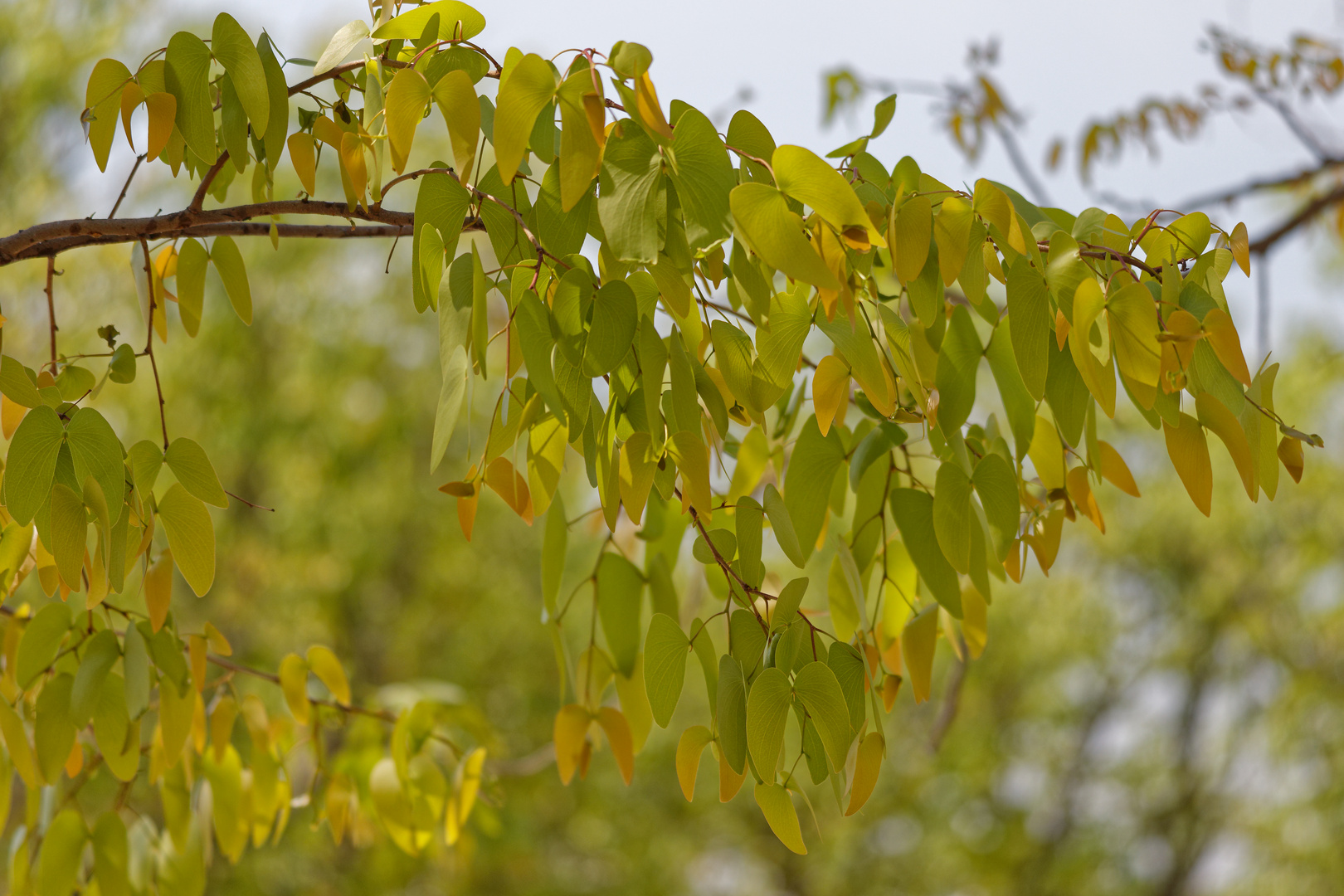 Mopane Foto & Bild africa, southern africa, namibia Bilder auf